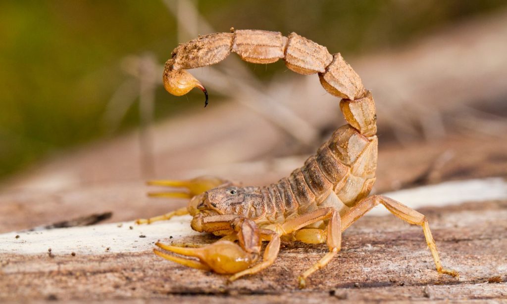 what attracts scorpions in the house