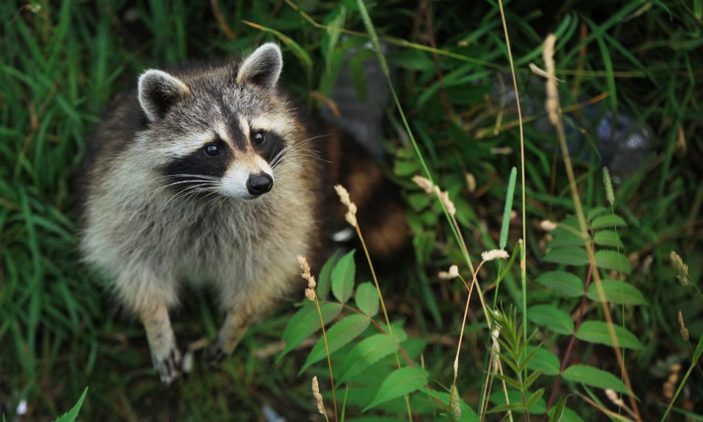 what attracts raccoons to your house